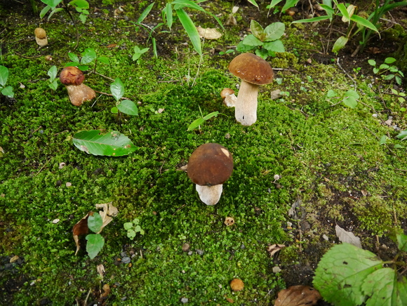 秋の食材_e0261598_1935148.jpg