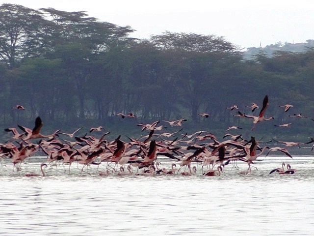 ＠ケニア３　オロイデン湖でフラミンゴの舞い＠_c0151704_0121439.jpg