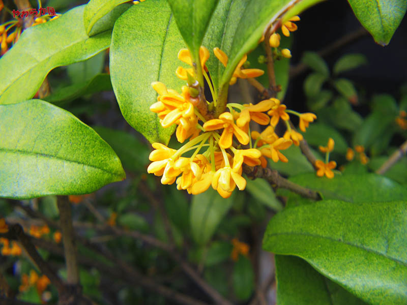 FRAGRANT ORANGE-COLORED OLIVE_b0134907_1717688.jpg