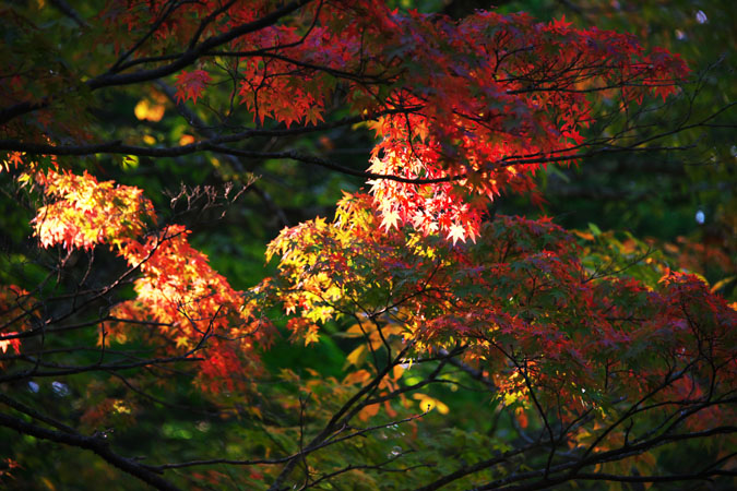 軽井沢　雲場池の紅葉1_a0263109_1048034.jpg