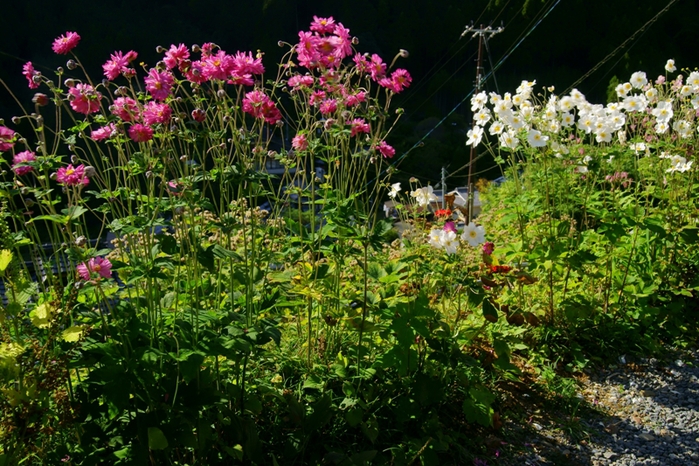 北山杉の里に咲く秋明菊_e0177413_2124428.jpg