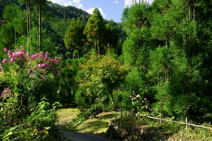 北山杉の里に咲く秋明菊_e0177413_2181637.jpg