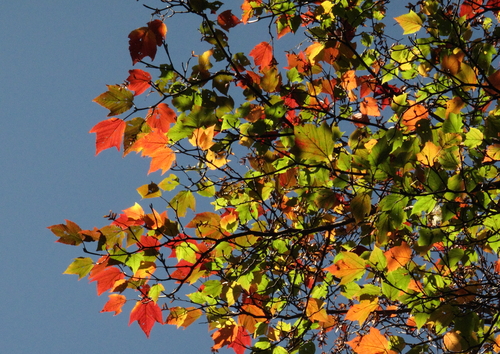 　紅葉と霧氷のコラボ_b0037717_23433368.jpg