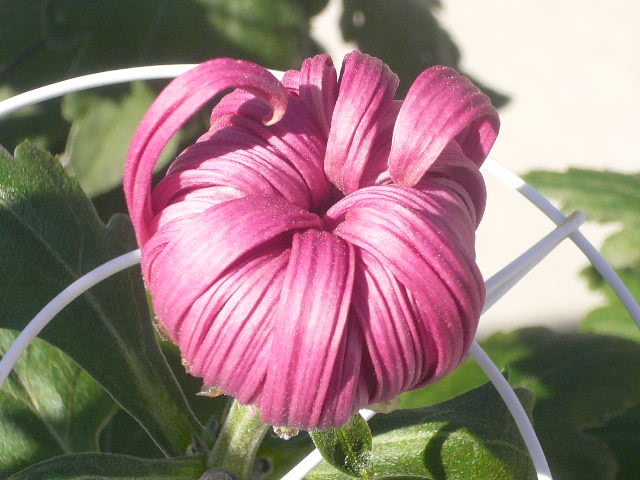 e0026017_10425369.jpg