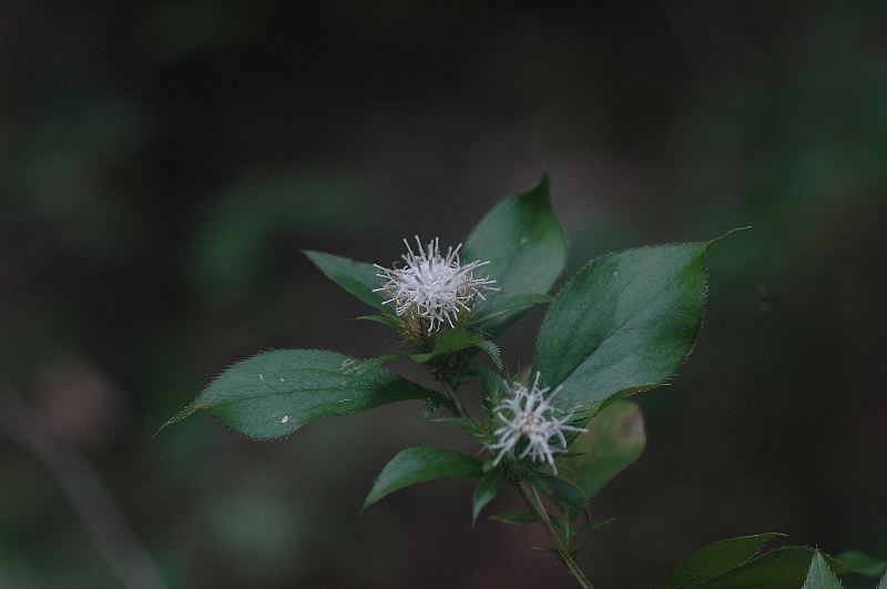 オケラ 山 野 草 オケラ 山 野 草