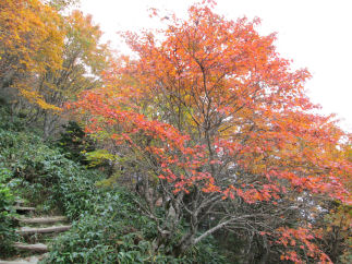 石鎚山の紅葉探訪（その６）_c0034228_0121764.jpg