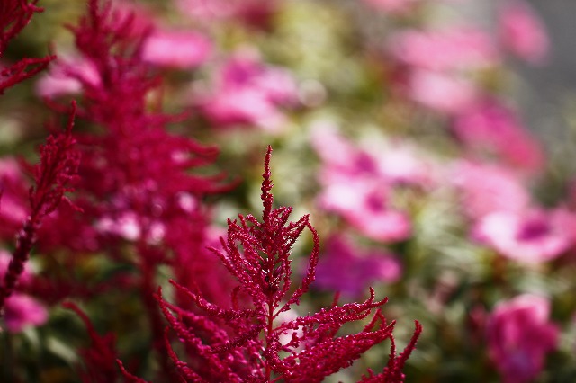 a0045932_21591439.jpg