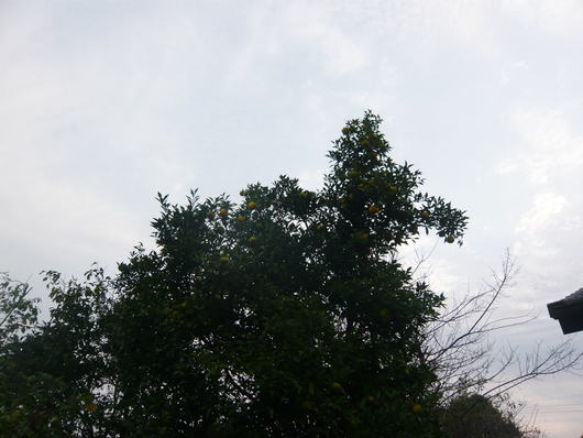 a0206332_811947.jpg