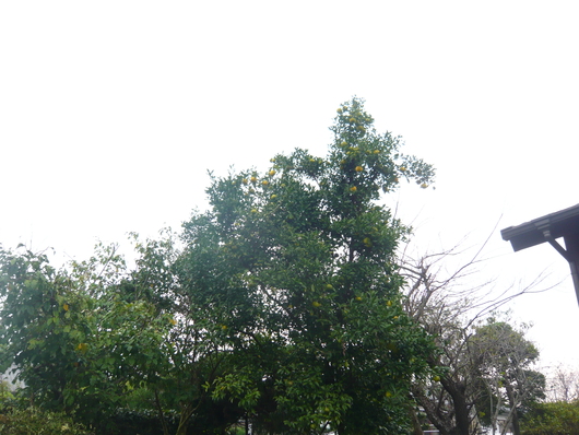 a0206332_8165075.jpg