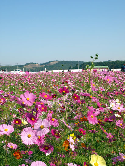 三光コスモス園_c0134945_0173163.jpg