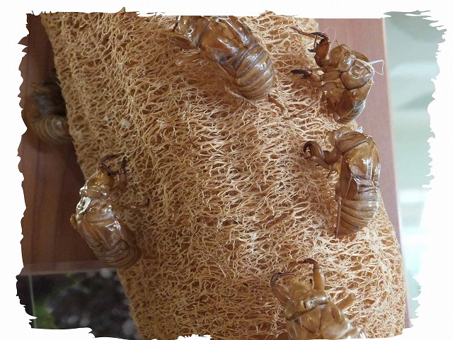 d0048350_2046157.jpg