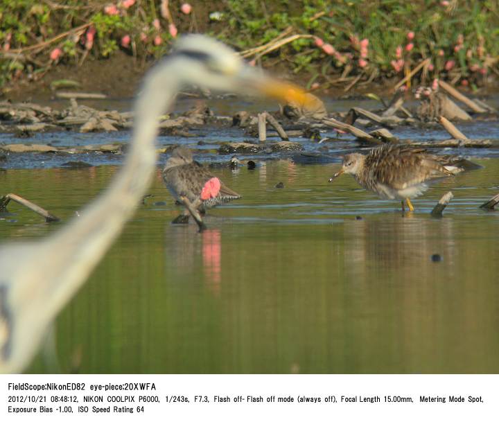 2012.10.21 稲敷市本新_c0062451_1955575.jpg