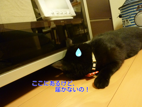 d0170555_0231281.png