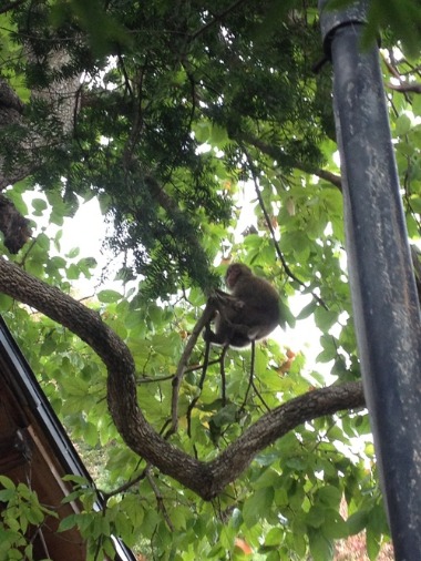 猿は木に登って柿を投げるのだ_b0051160_1724944.jpg