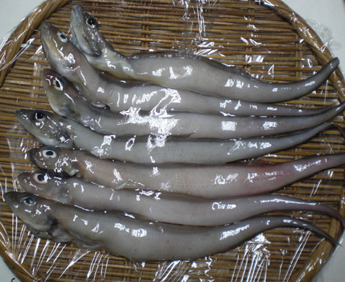 ゲンゲという魚ーーー深海魚 Reiko Gogo日記