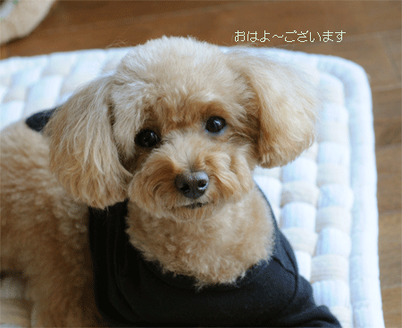 c0196673_8221614.gif
