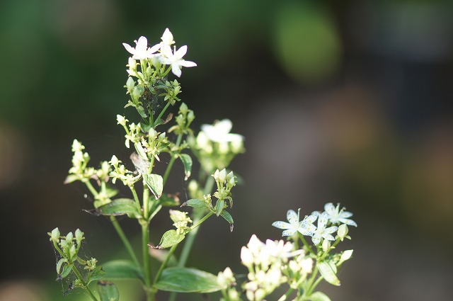 e0181373_21171070.jpg