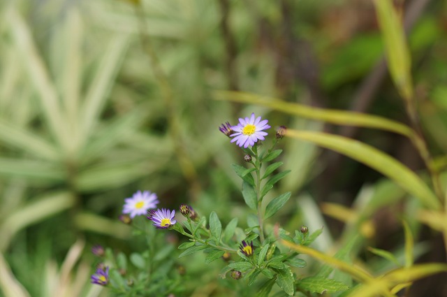 e0181373_21175393.jpg