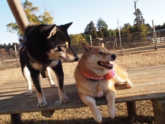 柴ーズ運動会♪ *2_b0239176_15573734.jpg