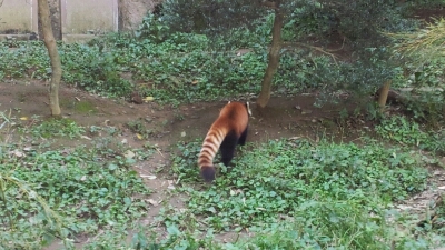 Photoしたその一瞬　「多摩動物公園」_f0004076_23381891.jpg