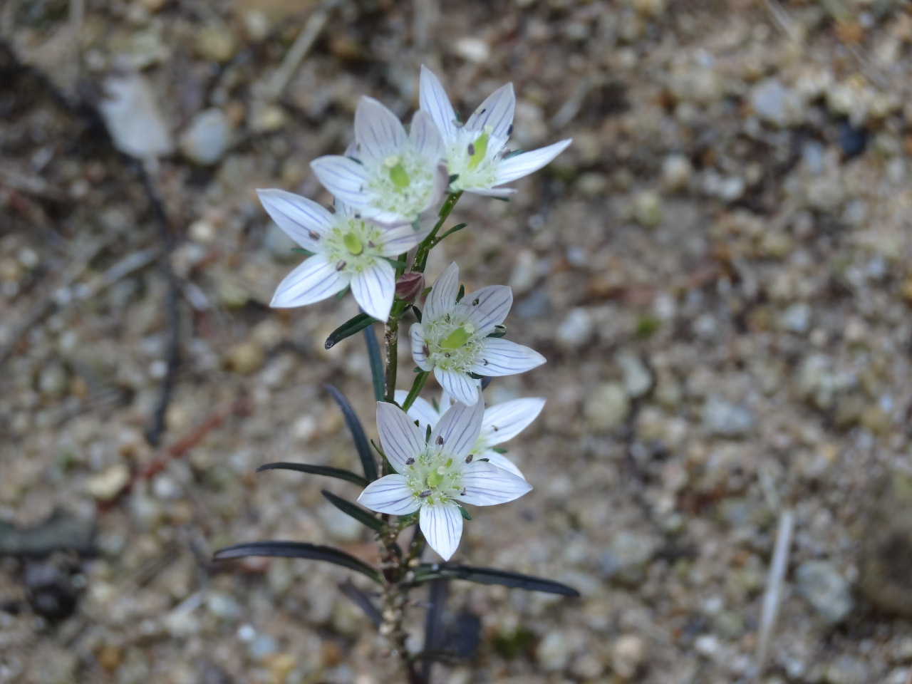 秋の山道のセンブリとリンドウの花 2012 10 25 川裾の季節便り 秋の山道のセンブリとリンドウの花 2012 10 25 川裾の季節便り