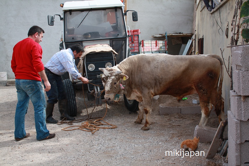 肉と奮闘の日_b0091783_5184461.jpg