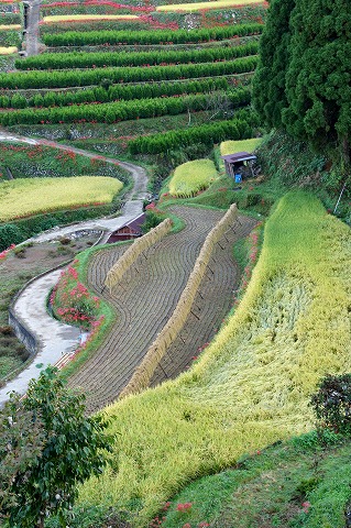 e0176993_812129.jpg