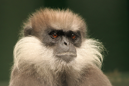 カオムラサキラングール：Purple-faced Langur_b0249597_5191212.jpg