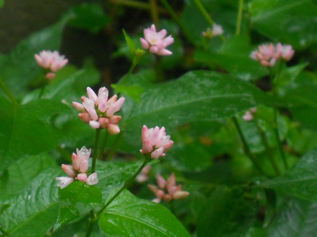 そばに、咲く みぞそばの花_f0146802_18185185.jpg