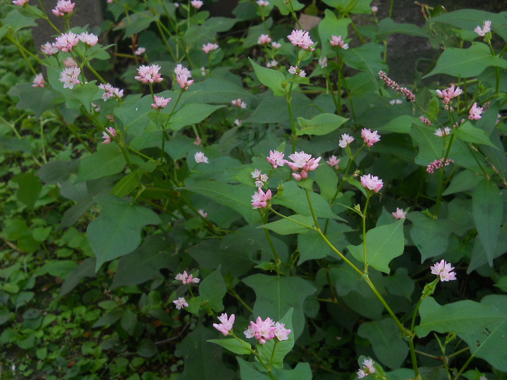 そばに、咲く みぞそばの花_f0146802_21591788.jpg