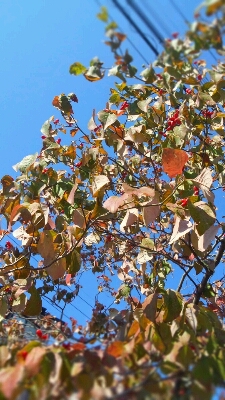 c0130705_11541743.jpg