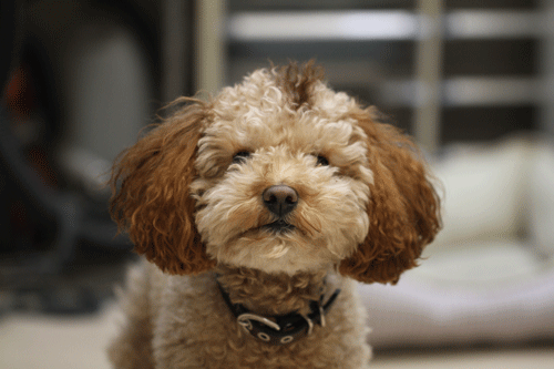 b0240608_2242348.gif