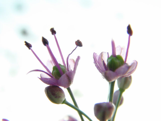 エシャロットの花 ラッキョウの花が同じの理由 徳ちゃん便り
