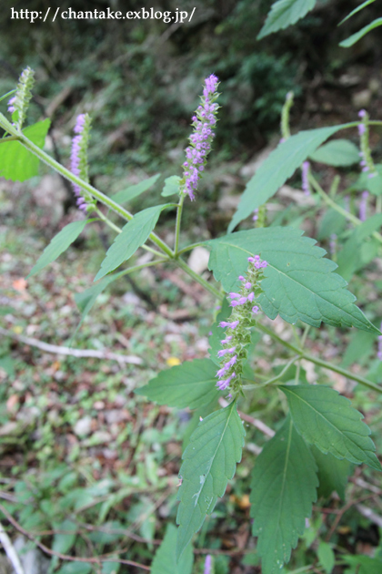 c0189013_2058511.jpg