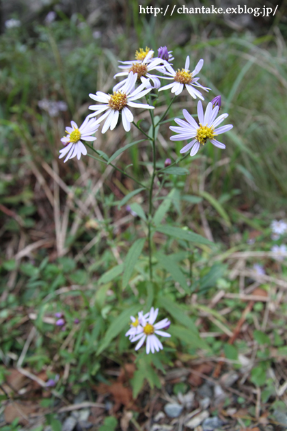 c0189013_22274643.jpg