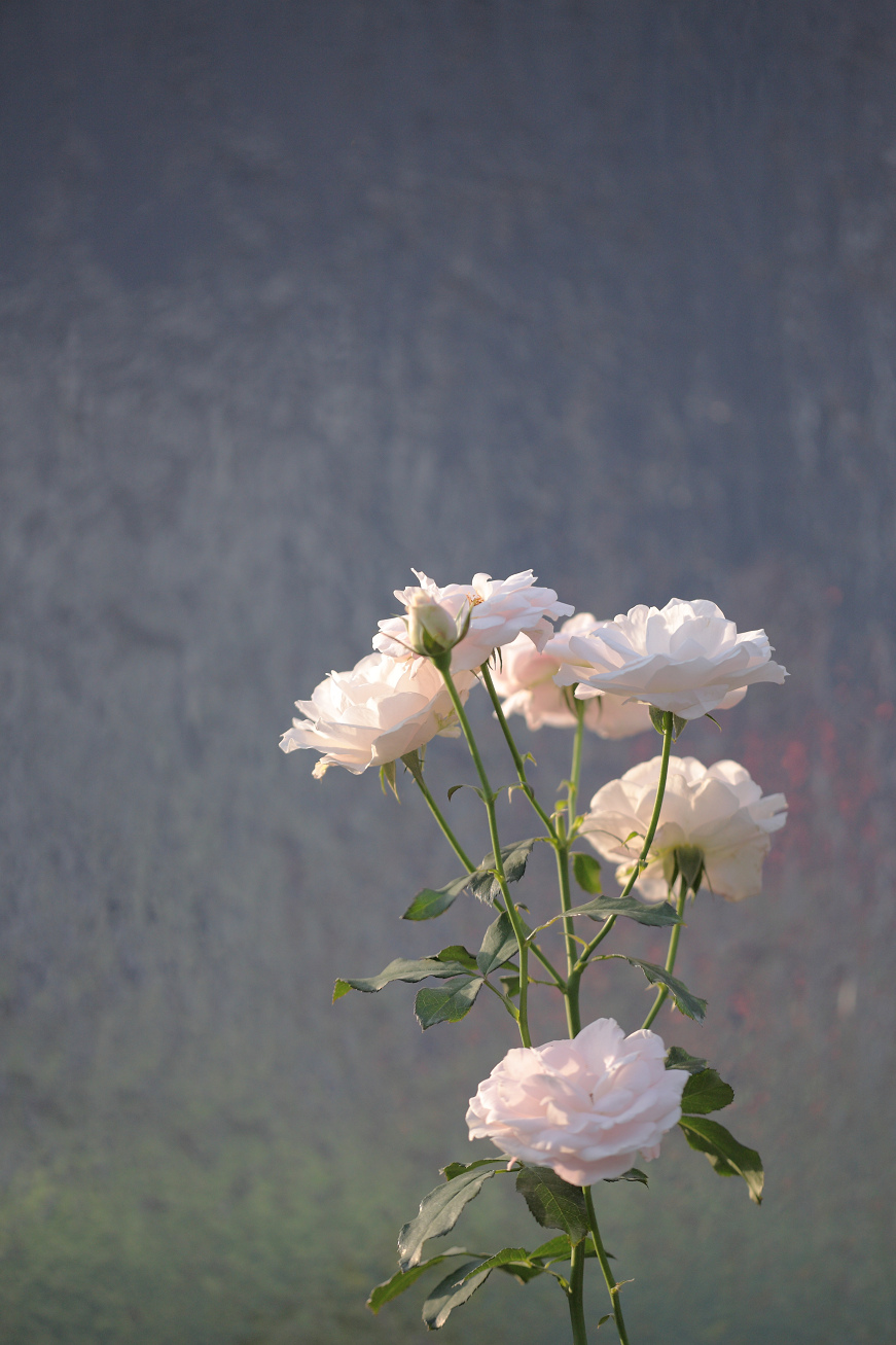 旧古川庭園　　～薔薇～_b0224616_16472946.jpg