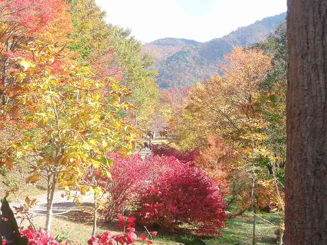 観音沼の紅葉!_a0256619_20404532.jpg