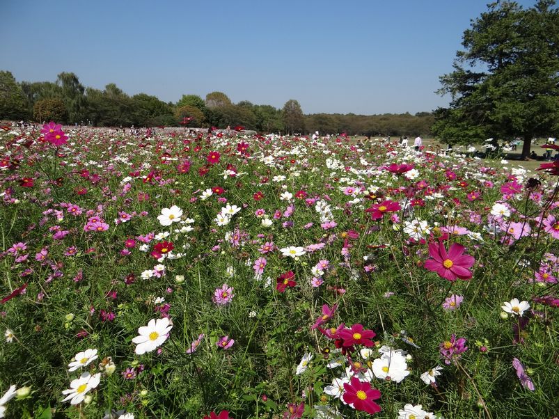 昭和記念公園_f0004019_20103020.jpg