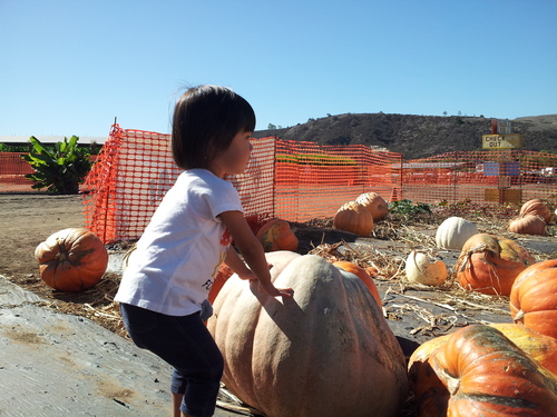 pumpkin　patch_b0255523_724569.jpg