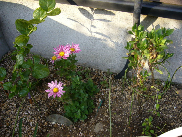 d0000324_1541722.jpg