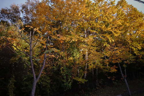 c0051132_21542658.jpg