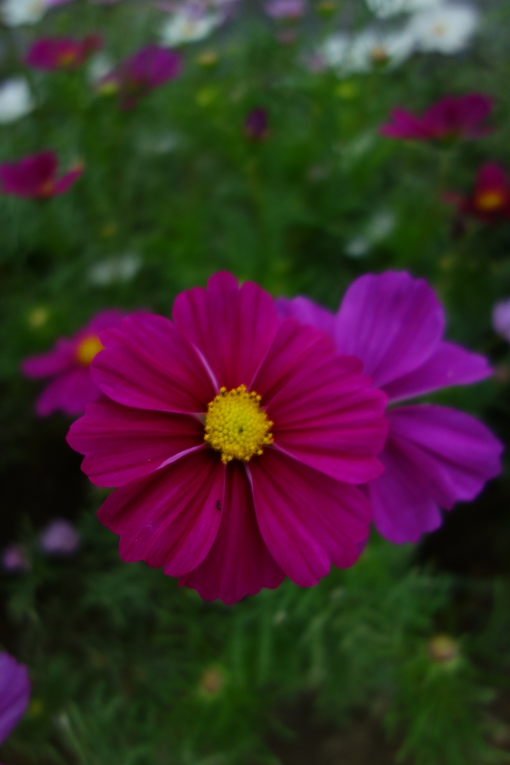 a0287336_21031.jpg