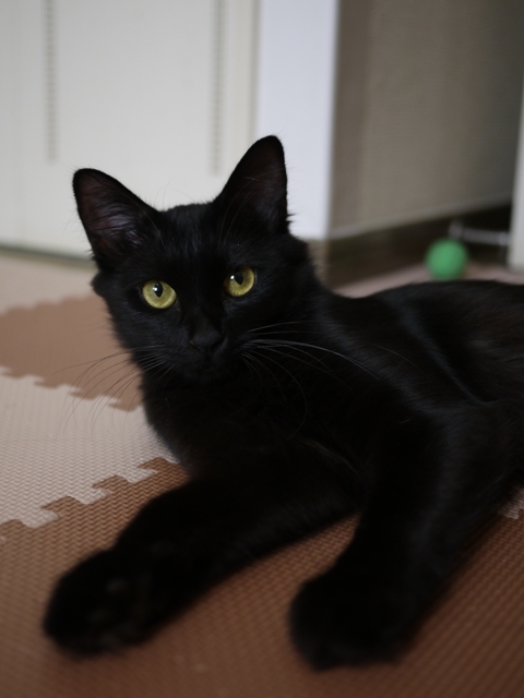 猫のお友だち クロちゃん編。_a0143140_1635527.jpg