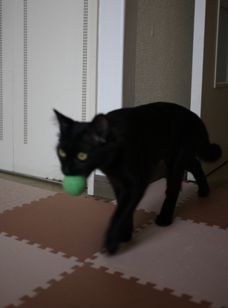 猫のお友だち クロちゃん編。_a0143140_1638153.jpg