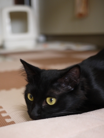 猫のお友だち クロちゃん編。_a0143140_16394156.jpg