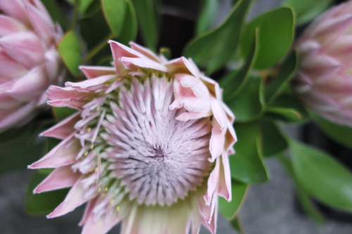 花とワイン_b0129548_23373191.jpg
