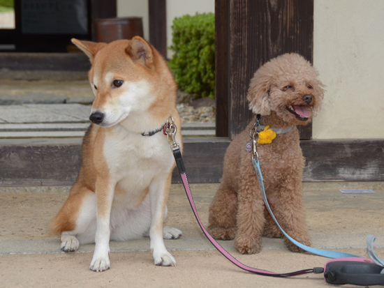 柴犬は怖くないかな......_a0051849_0243673.jpg