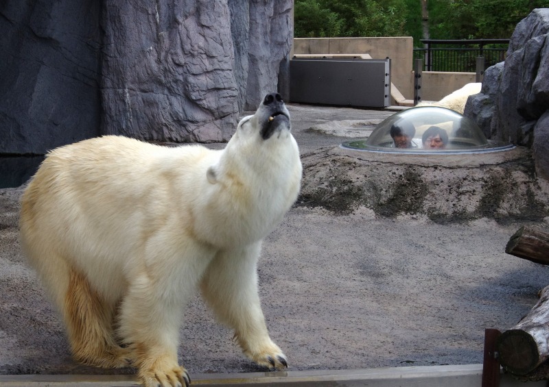 旭山動物園_c0238352_2330147.jpg