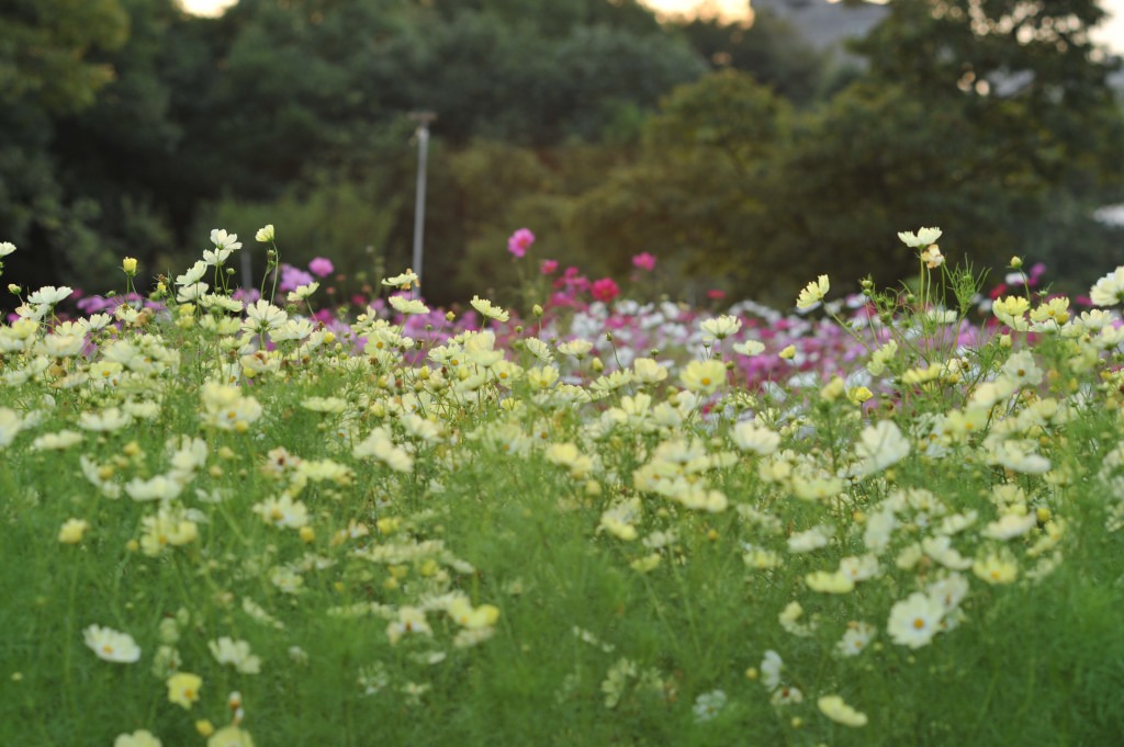 Ai AF Nikkor DC135mm F2D と秋桜と薔薇と諸々_c0186853_22232129.jpg