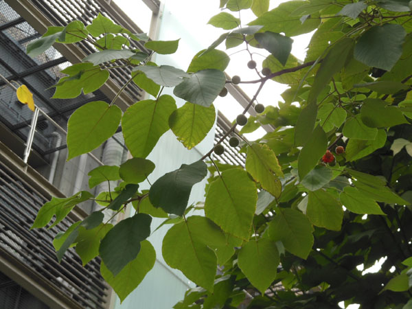 a0053063_21531634.jpg